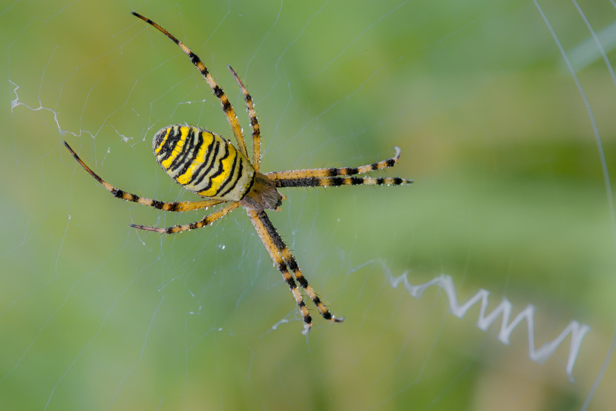 argiope