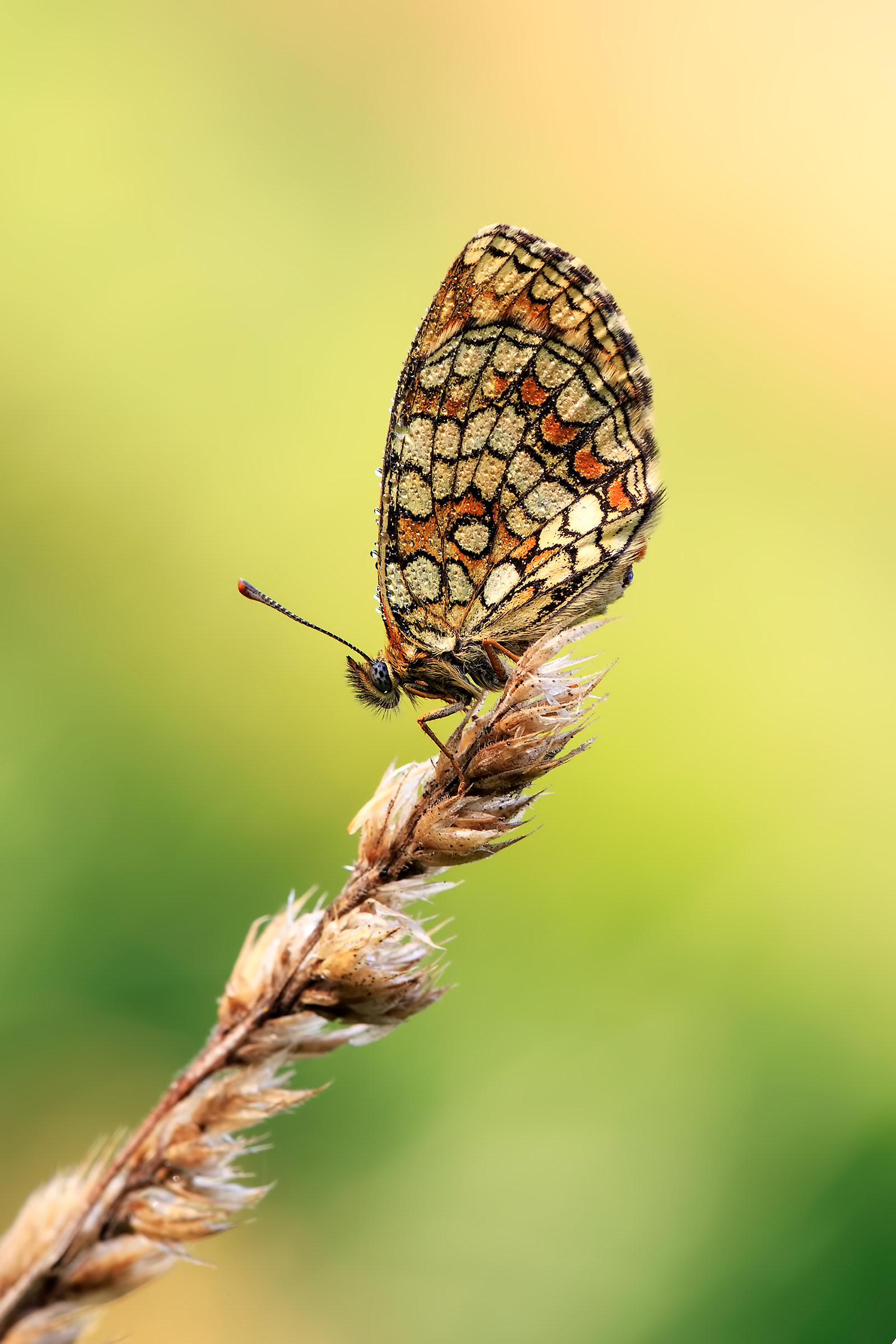 Melitaea Athalia