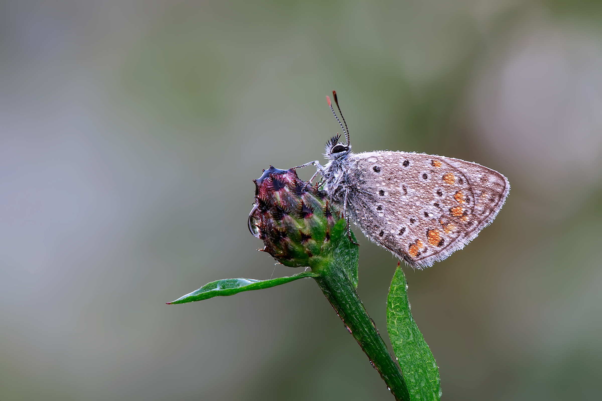 Polyommatus icarus