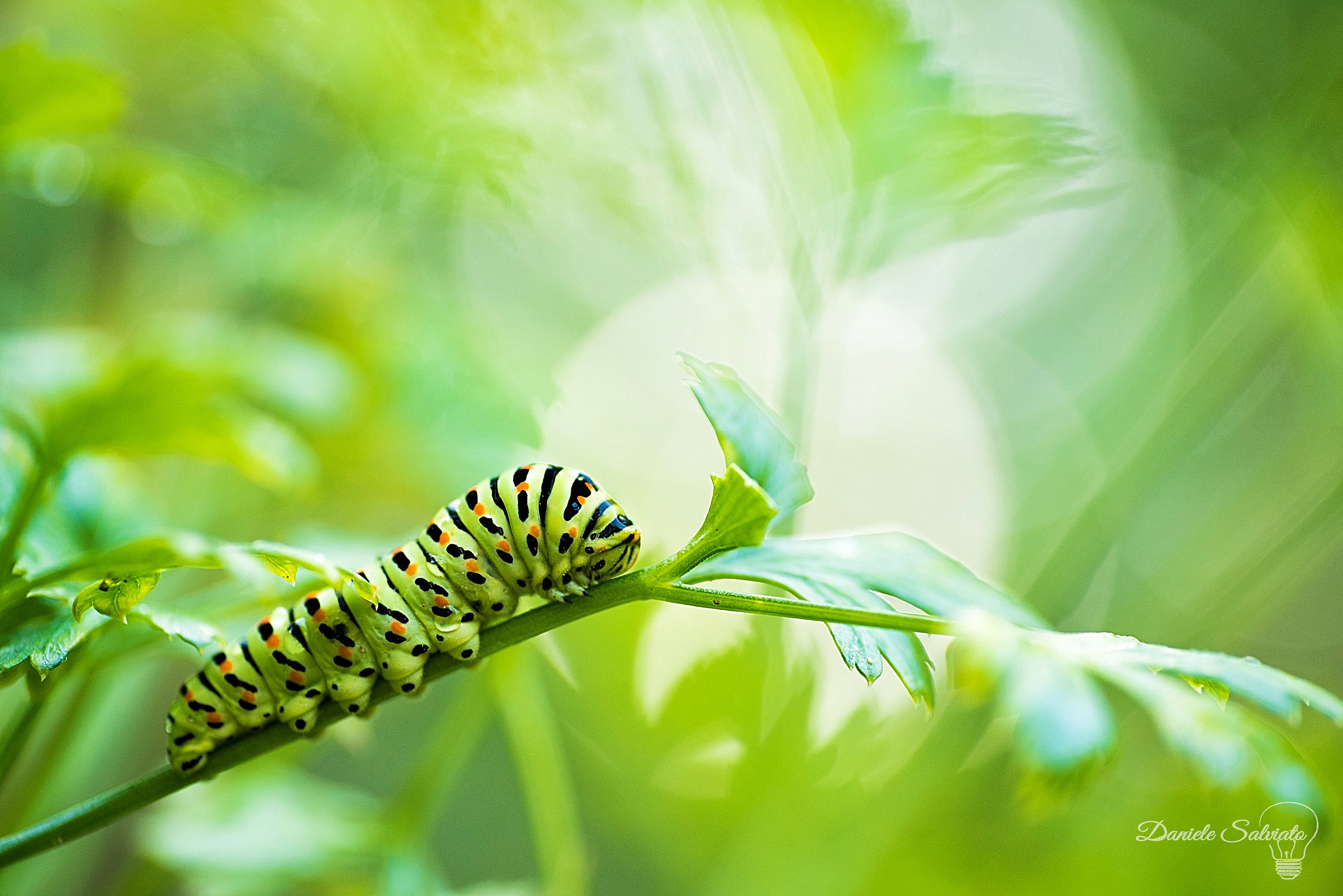 In mezzo al prezzemolo!