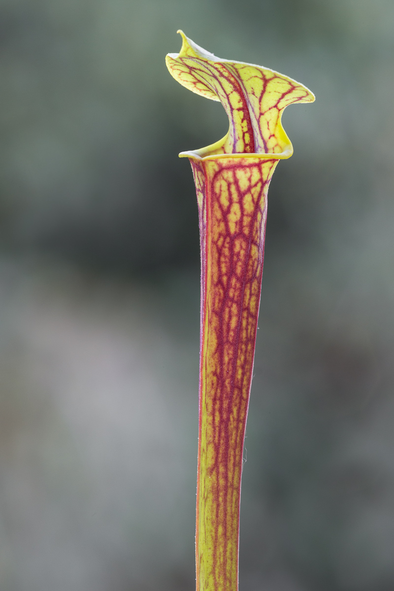 Sarracenia flava var. ornamented