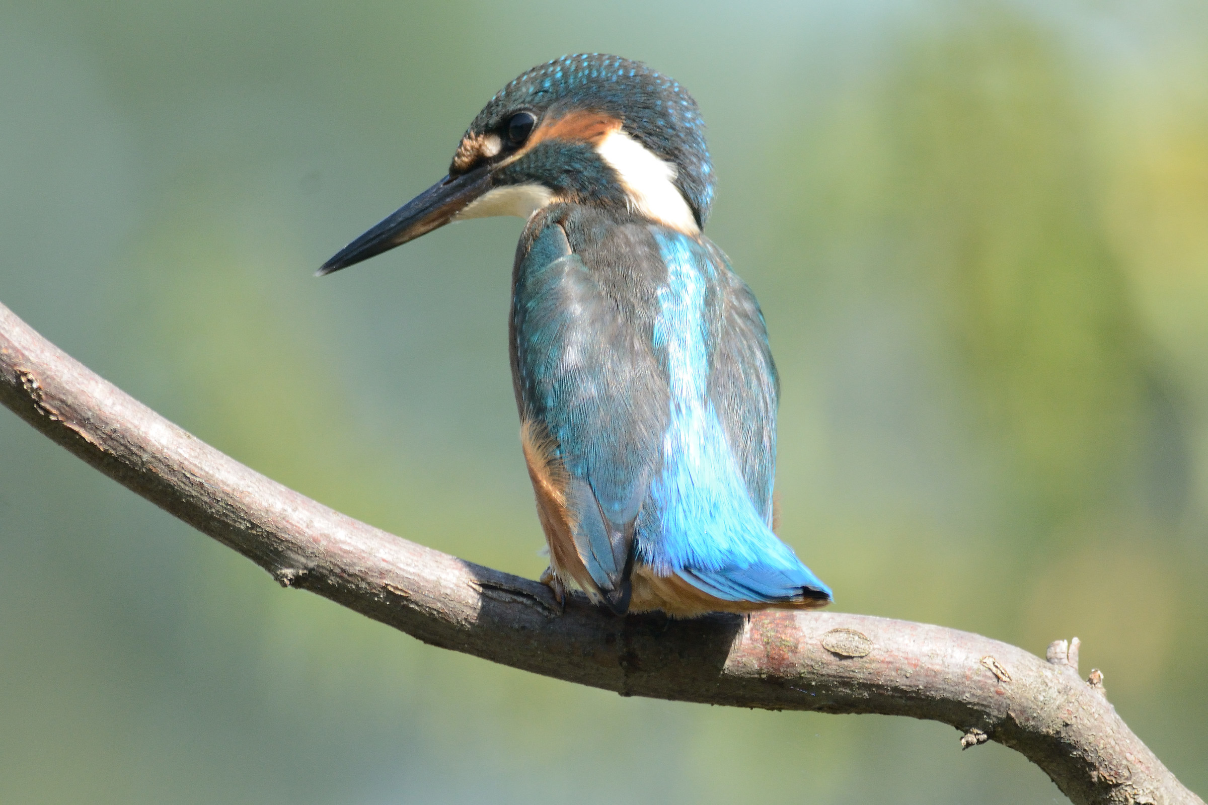 centro cicogne e anatidi racconigi
