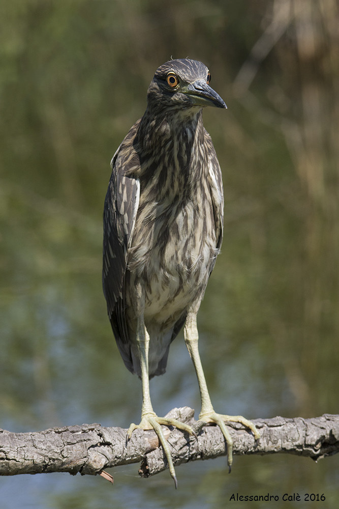 Nycticorax nycticorax (Black Crowned Night Heron immature) 4...