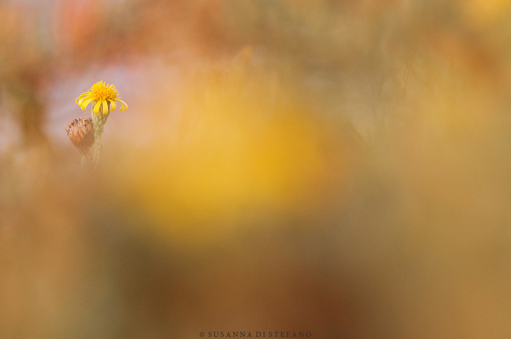 sunset colors (inula marina)