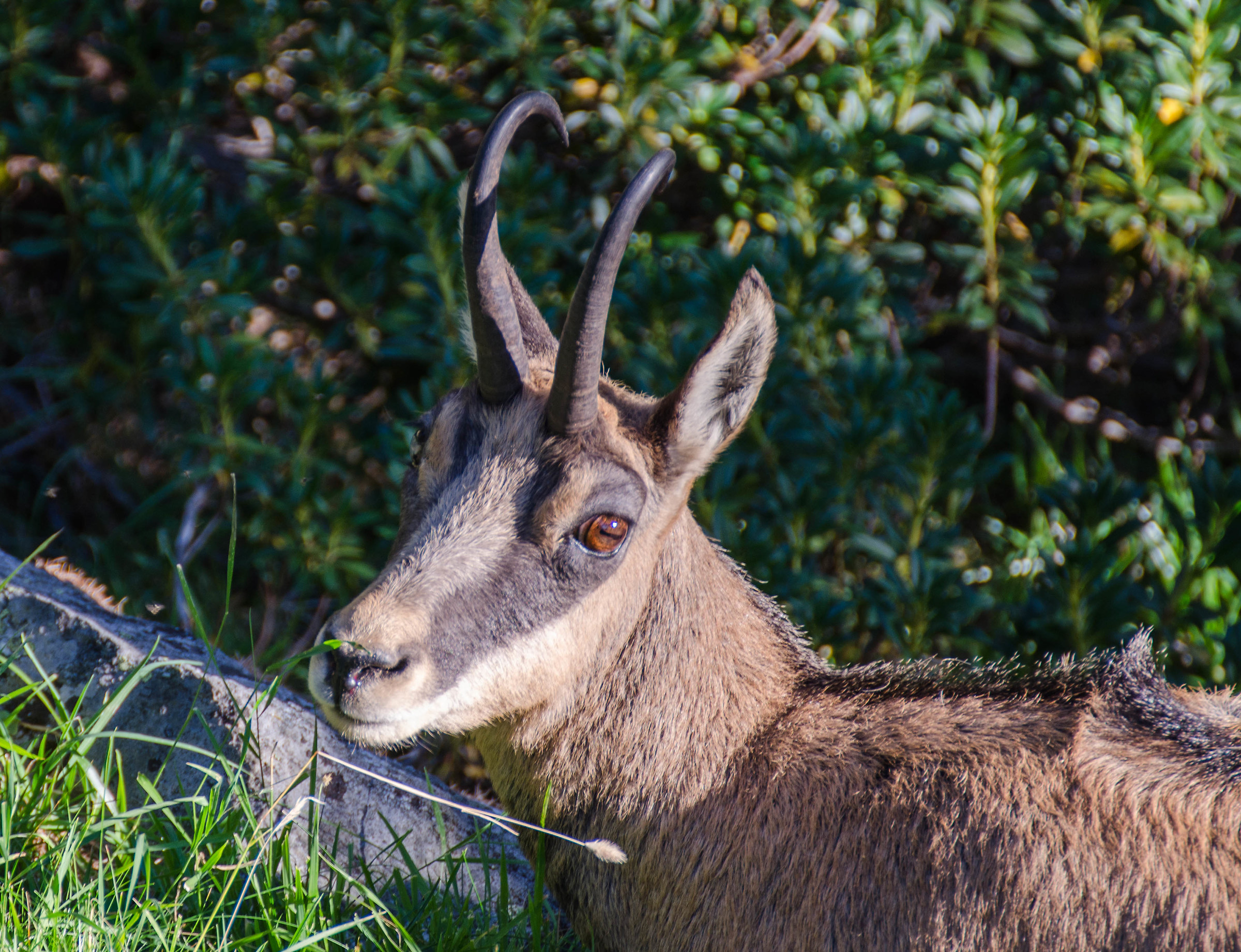 Chamois