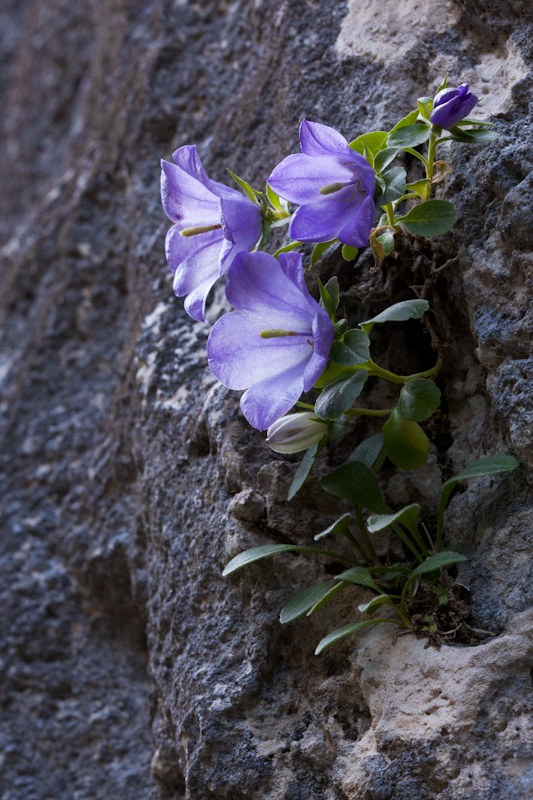 Campanula Archduke .....