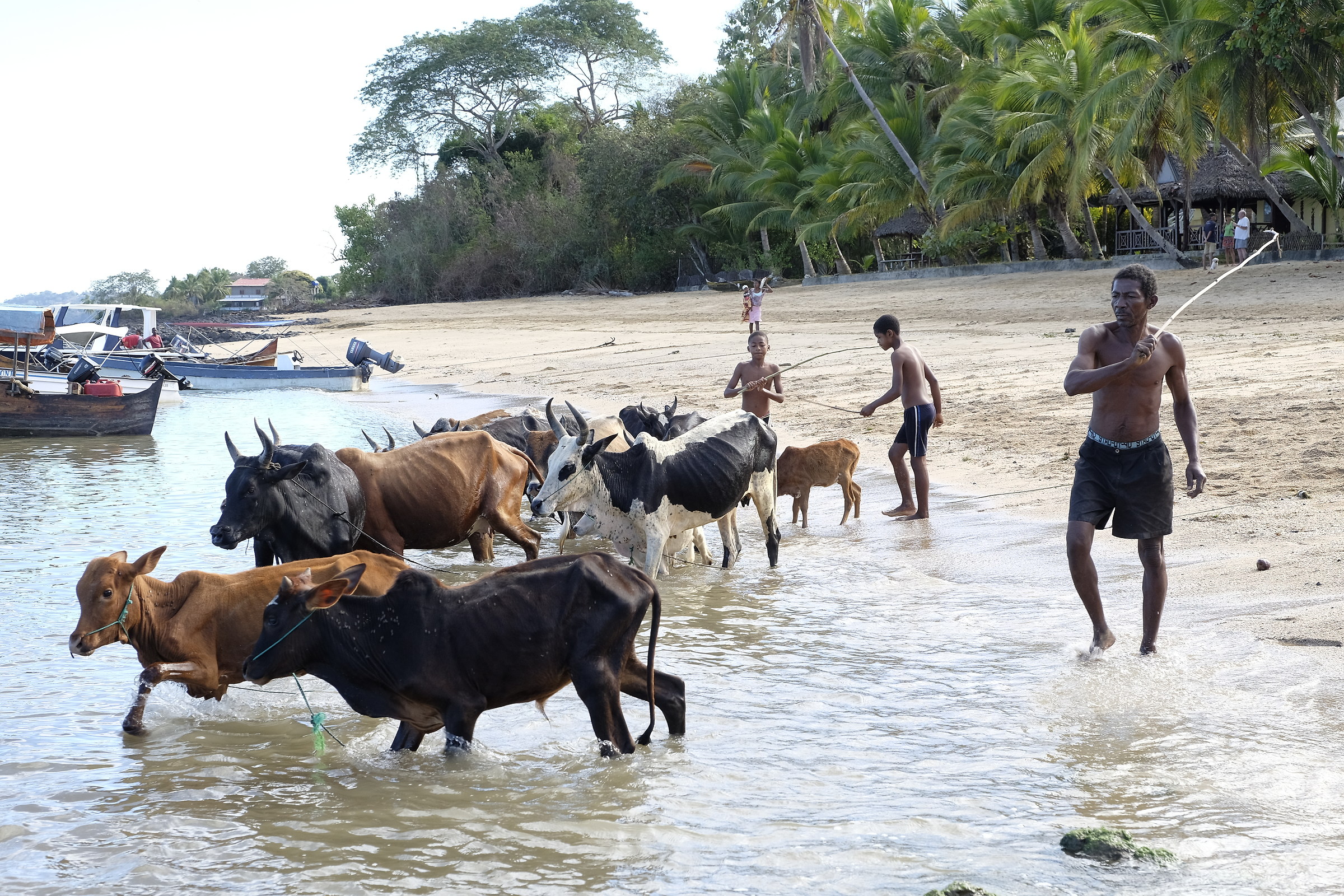 Zebu to the bathroom