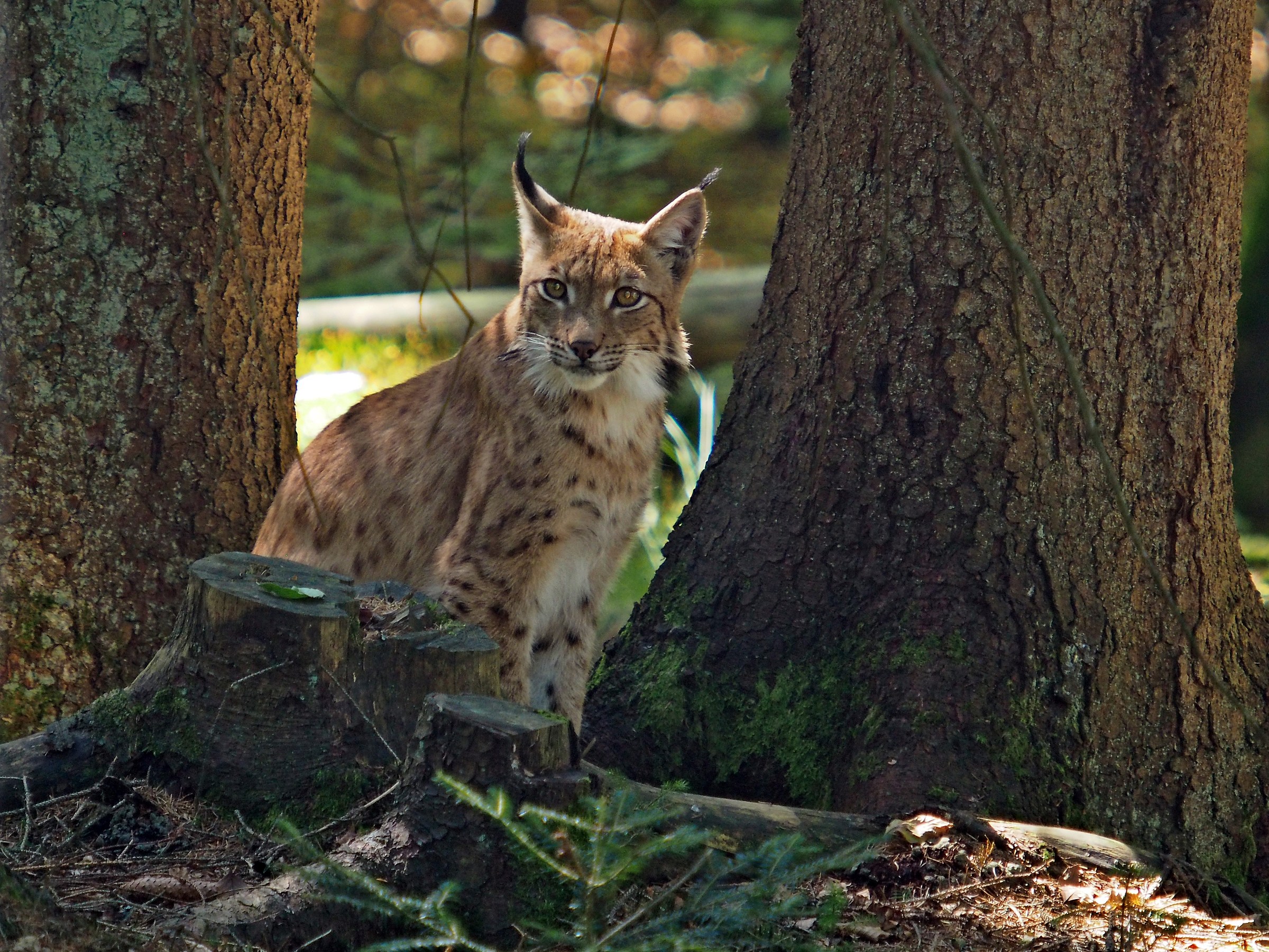 Lynx