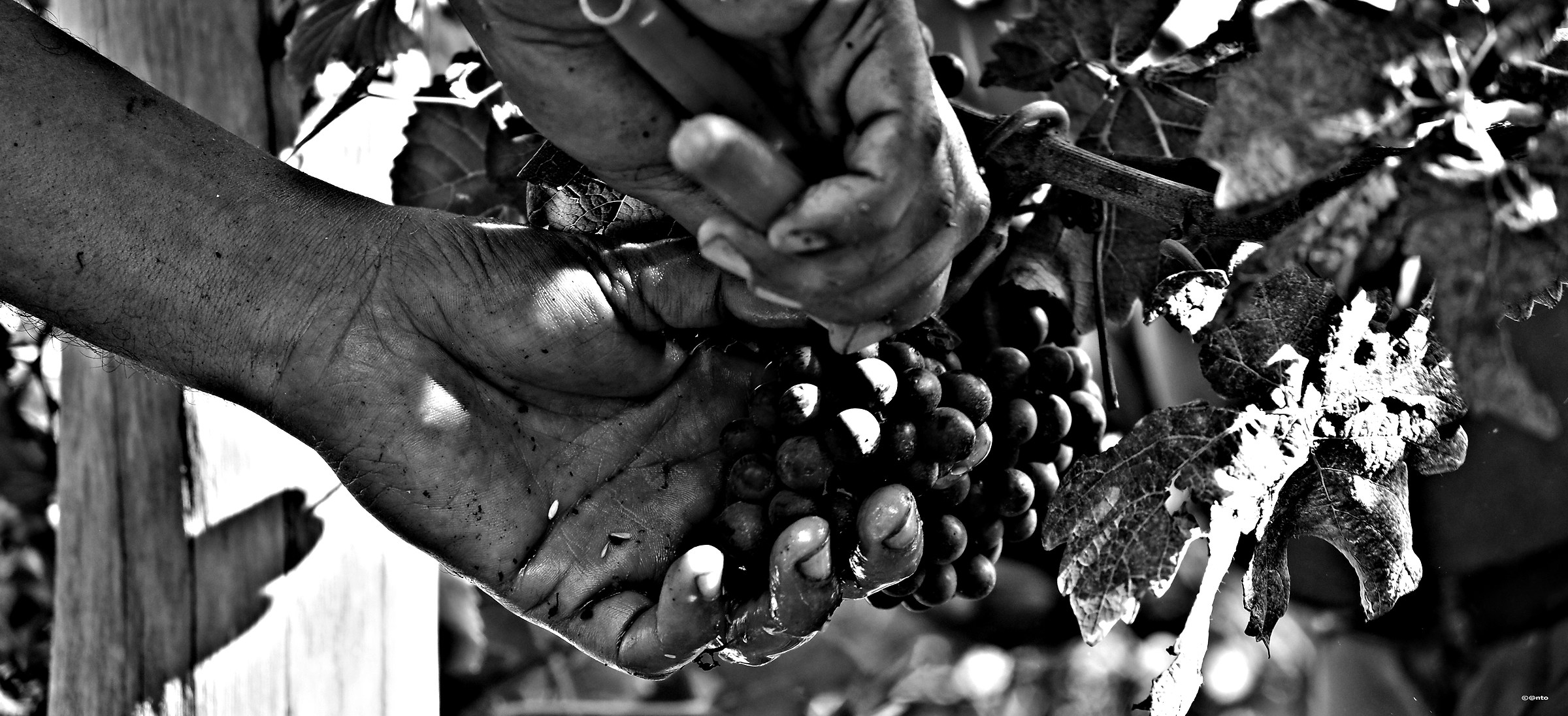 the industrious hands