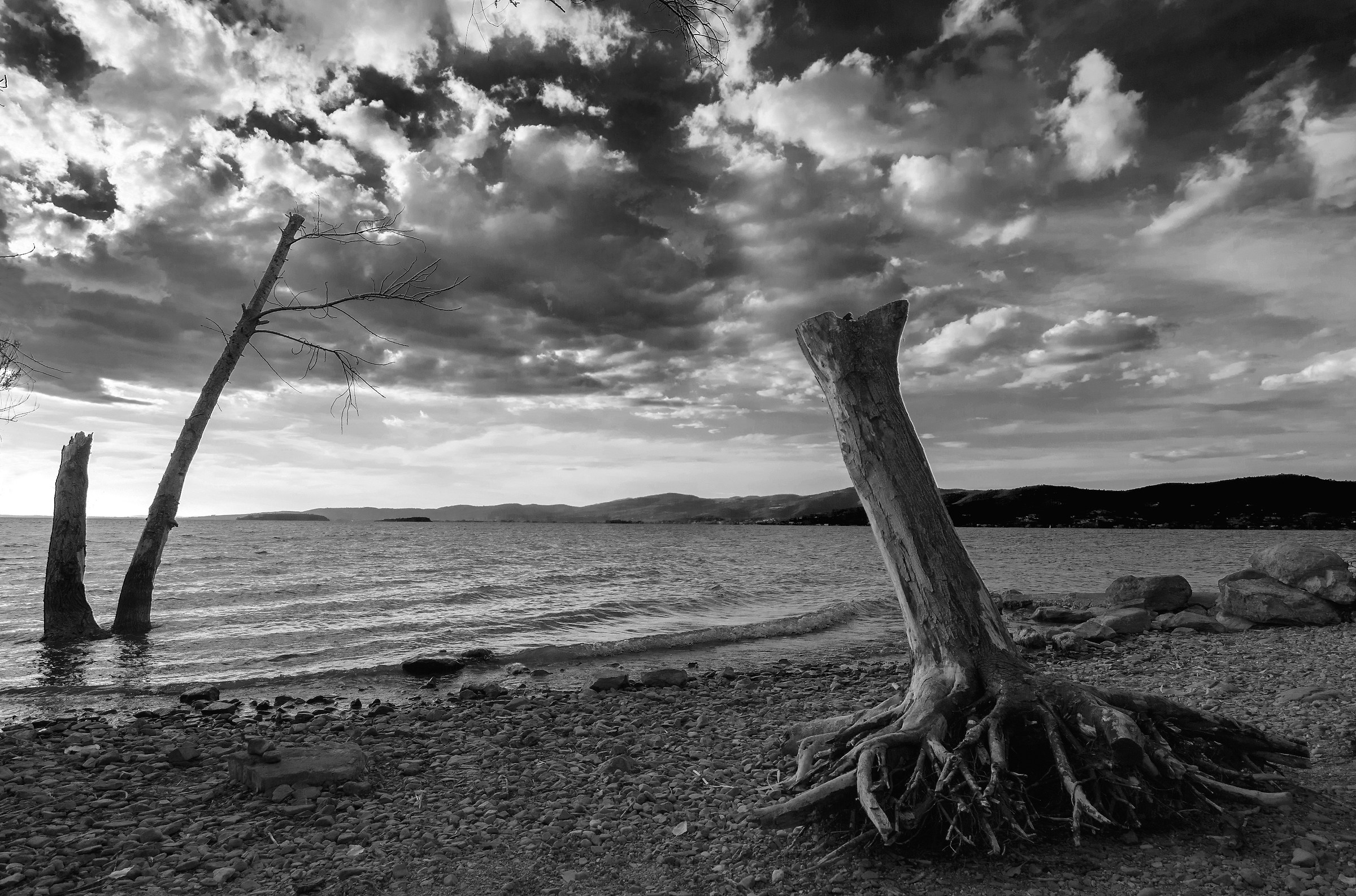 The roots of the sky ..