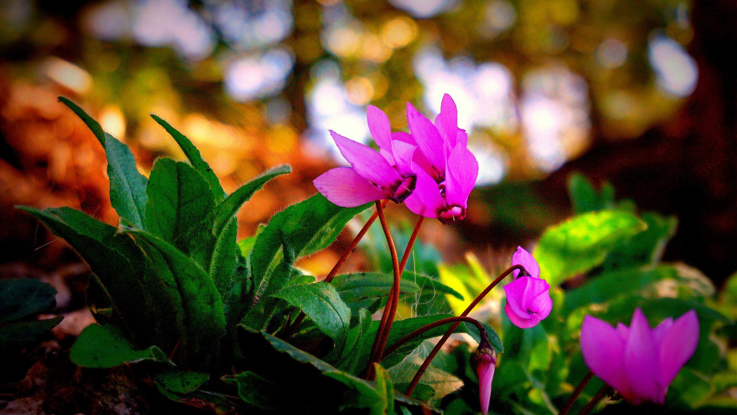 Cyclamen persicum, Hohe Wand, Austria