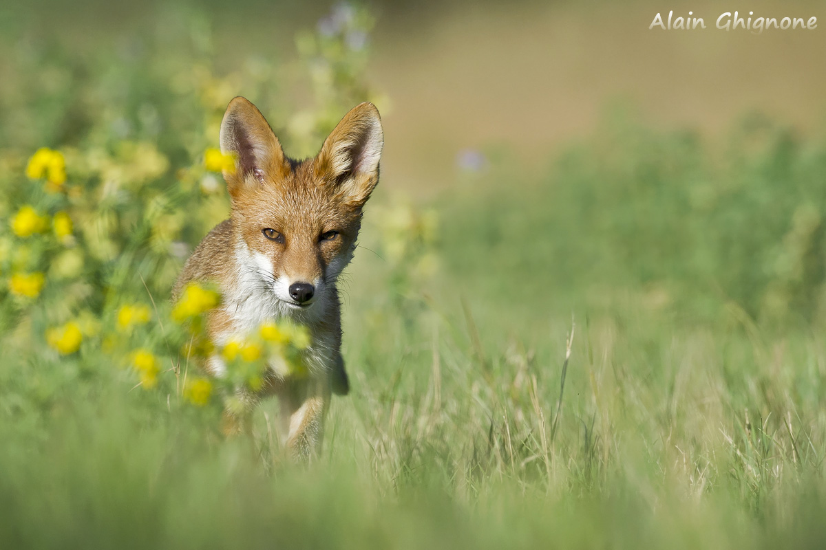in avvicinamento furtivo