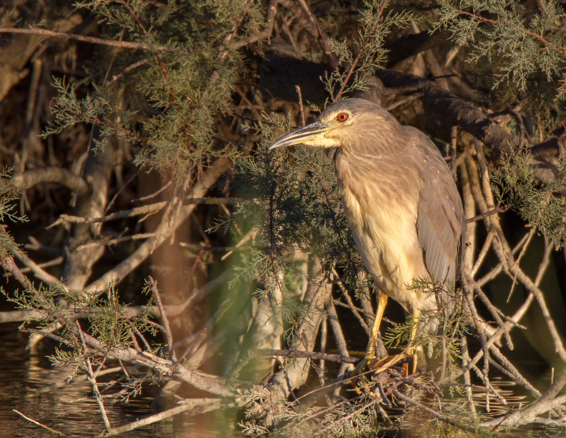 Young Black Crowned Night Heron