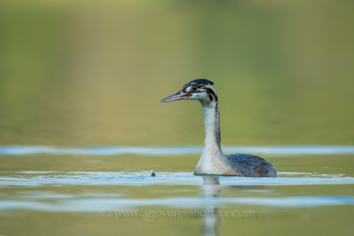 Black-necked Grebe