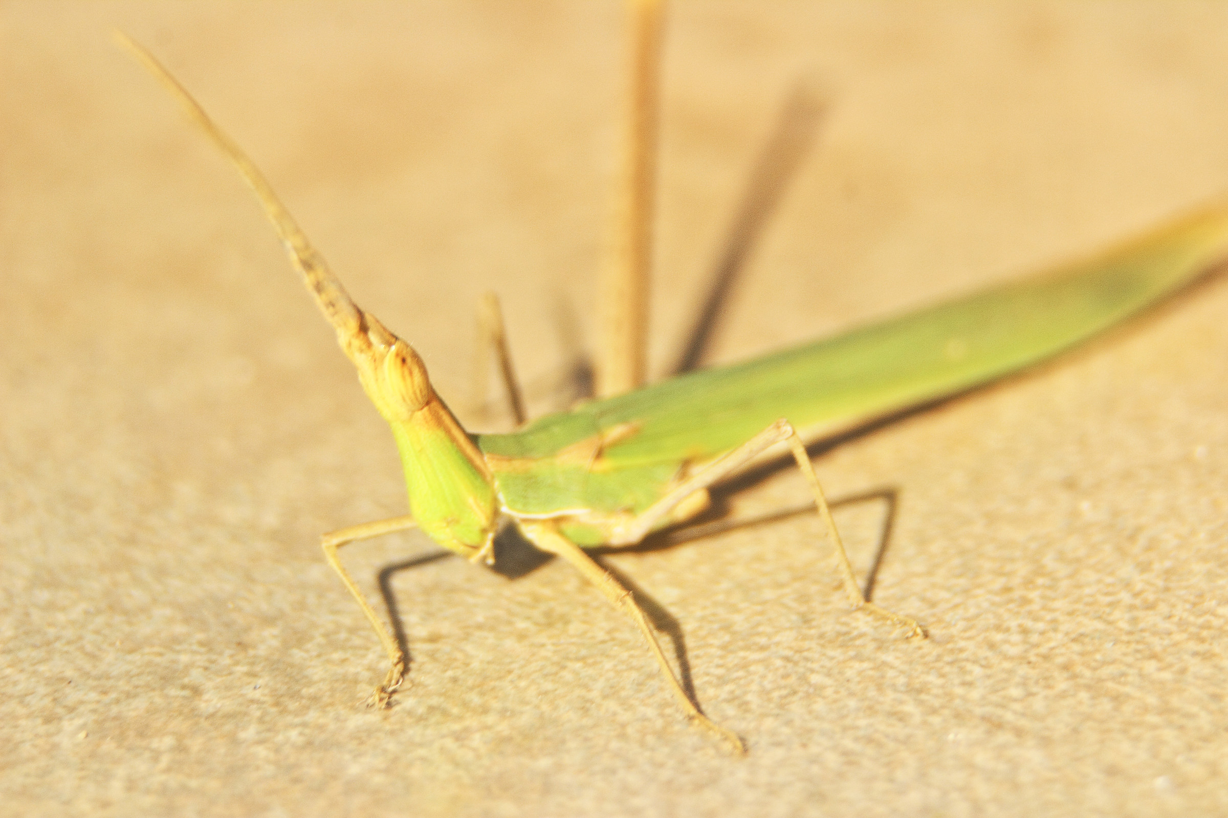 insetto stecco (Phasmatodea)
