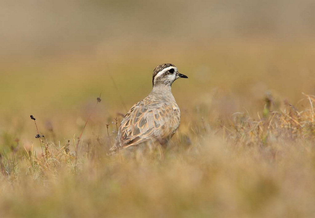 dotterel
