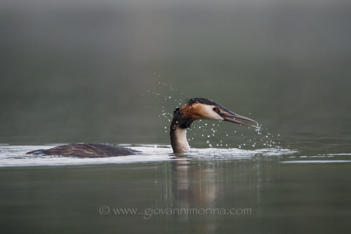 Grebe