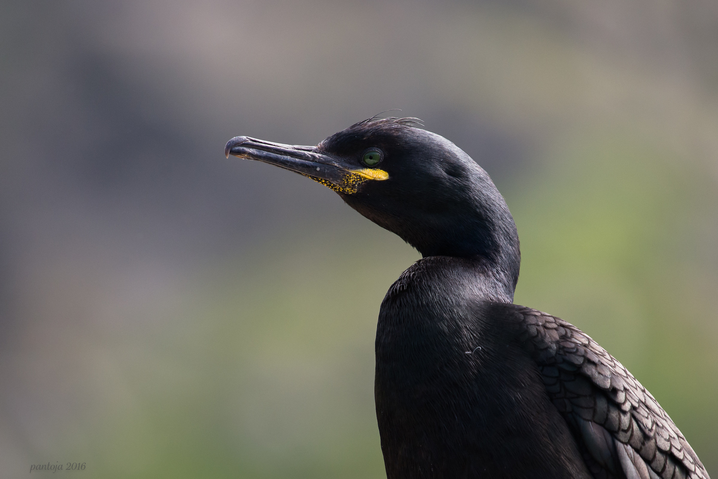 marangone dal ciuffo europea