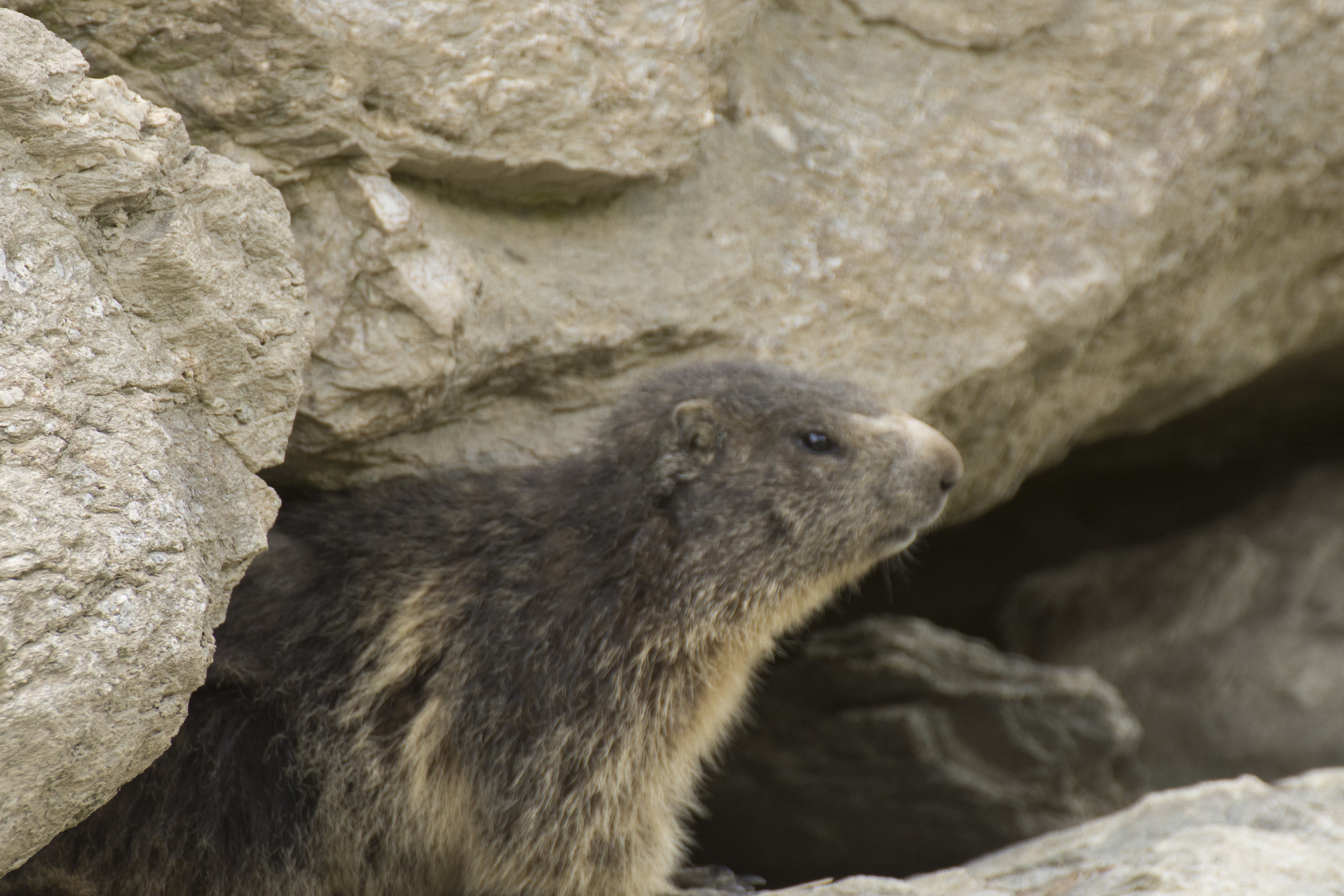 First releases of marmots in Vallèe