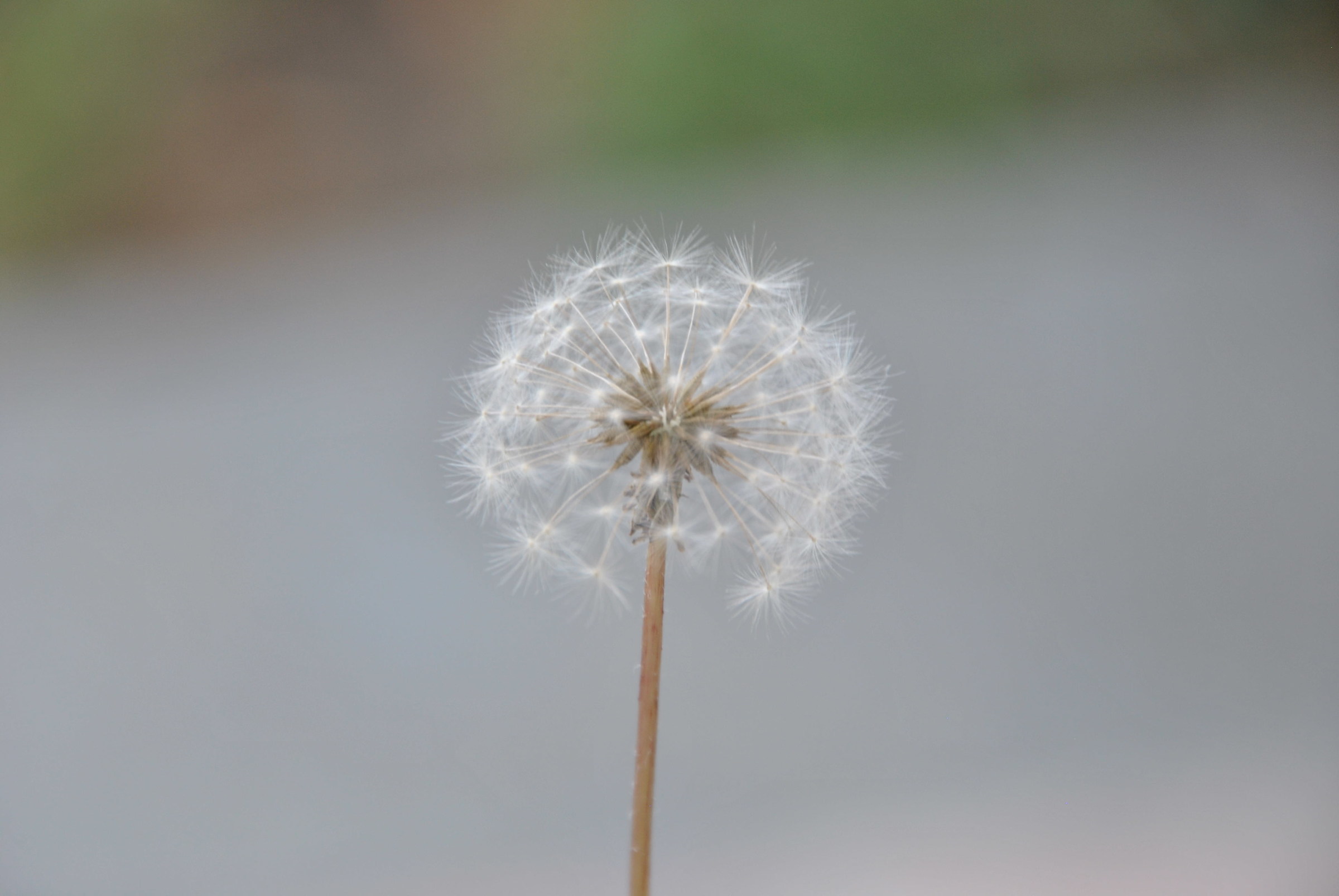 dandelion