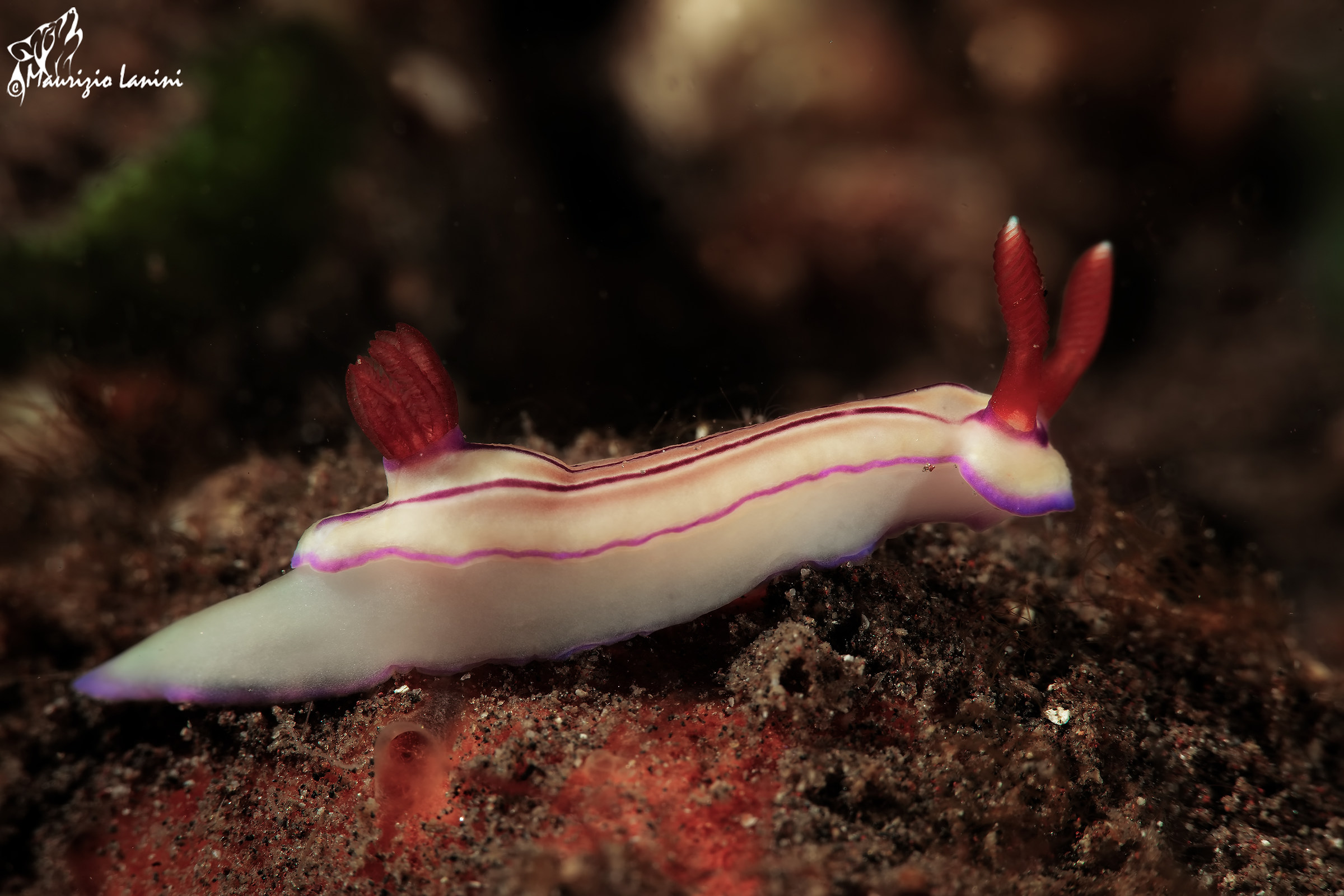 nudibranch