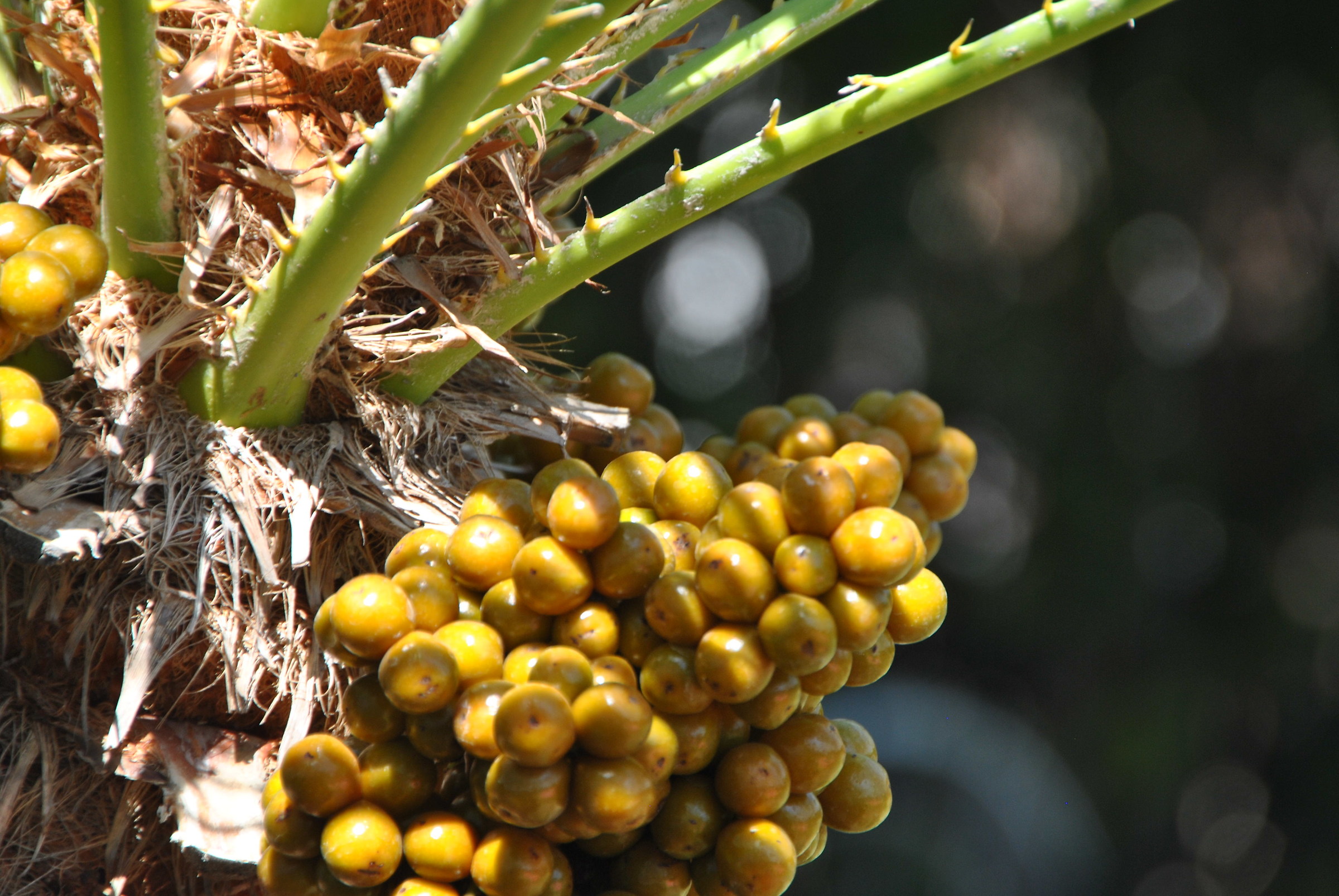 yellow dates