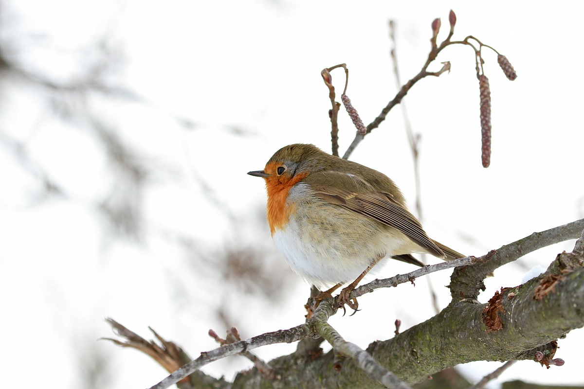 Pettirosso d'inverno