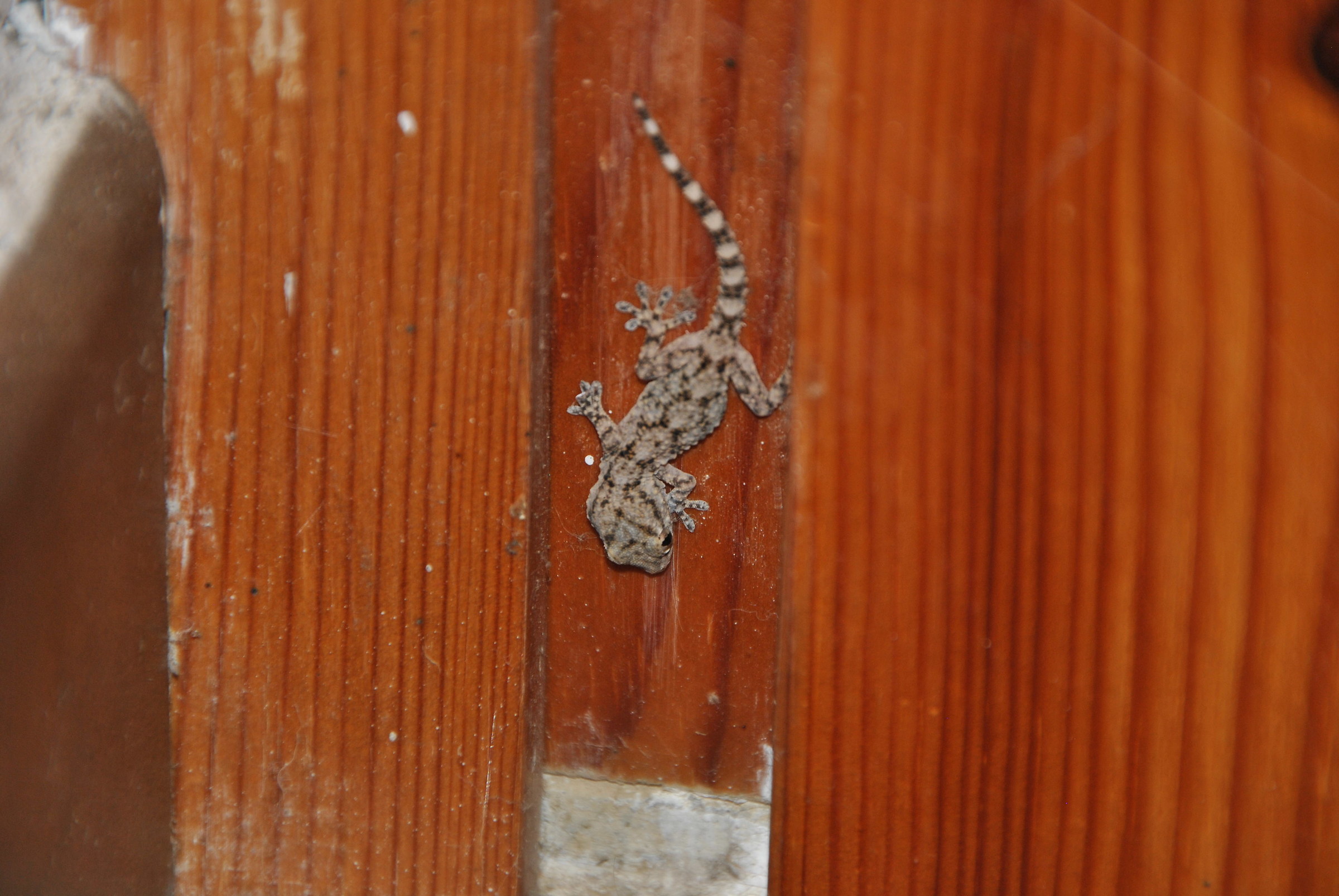 Baby gecko, tarentula nostrano