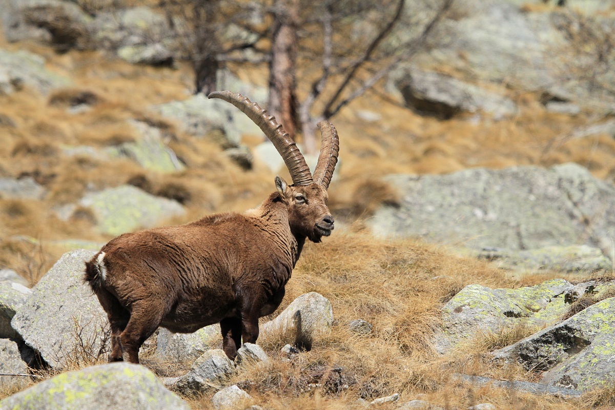 Stambecco Pngp Ceresole reale