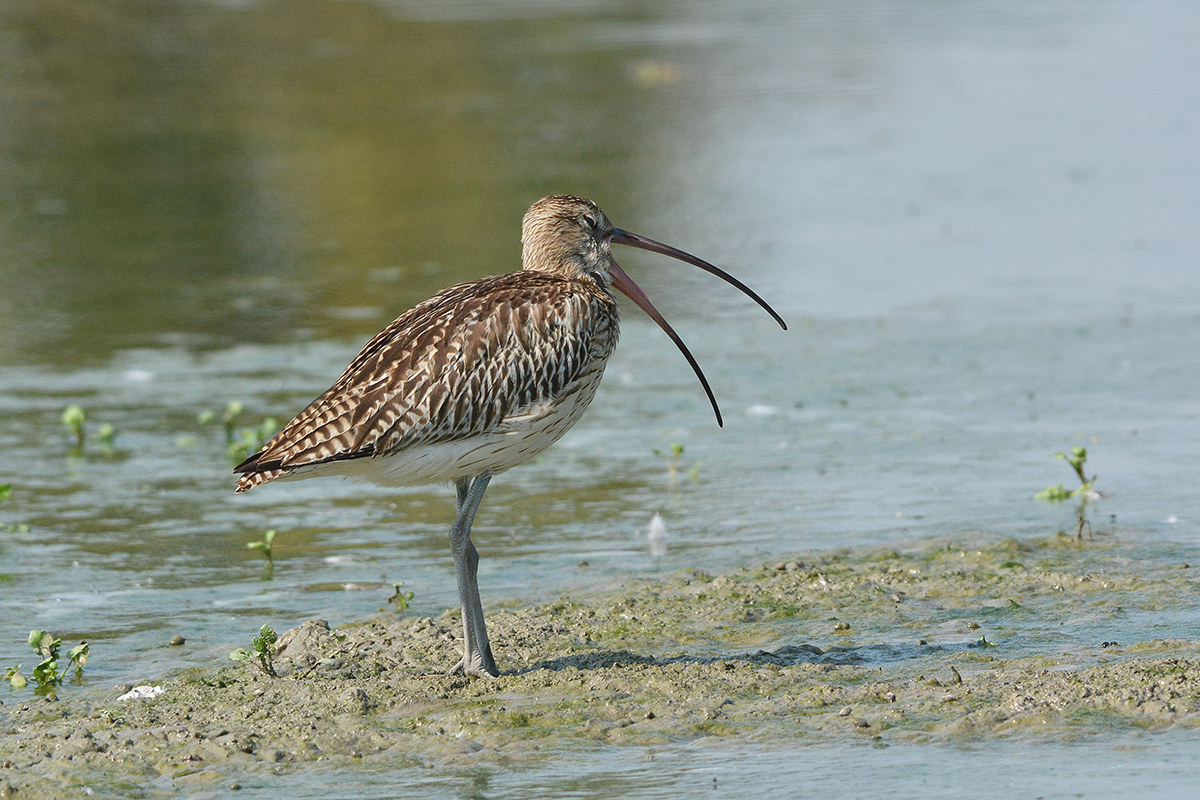 si... ma che sonno che mi ha preso .
