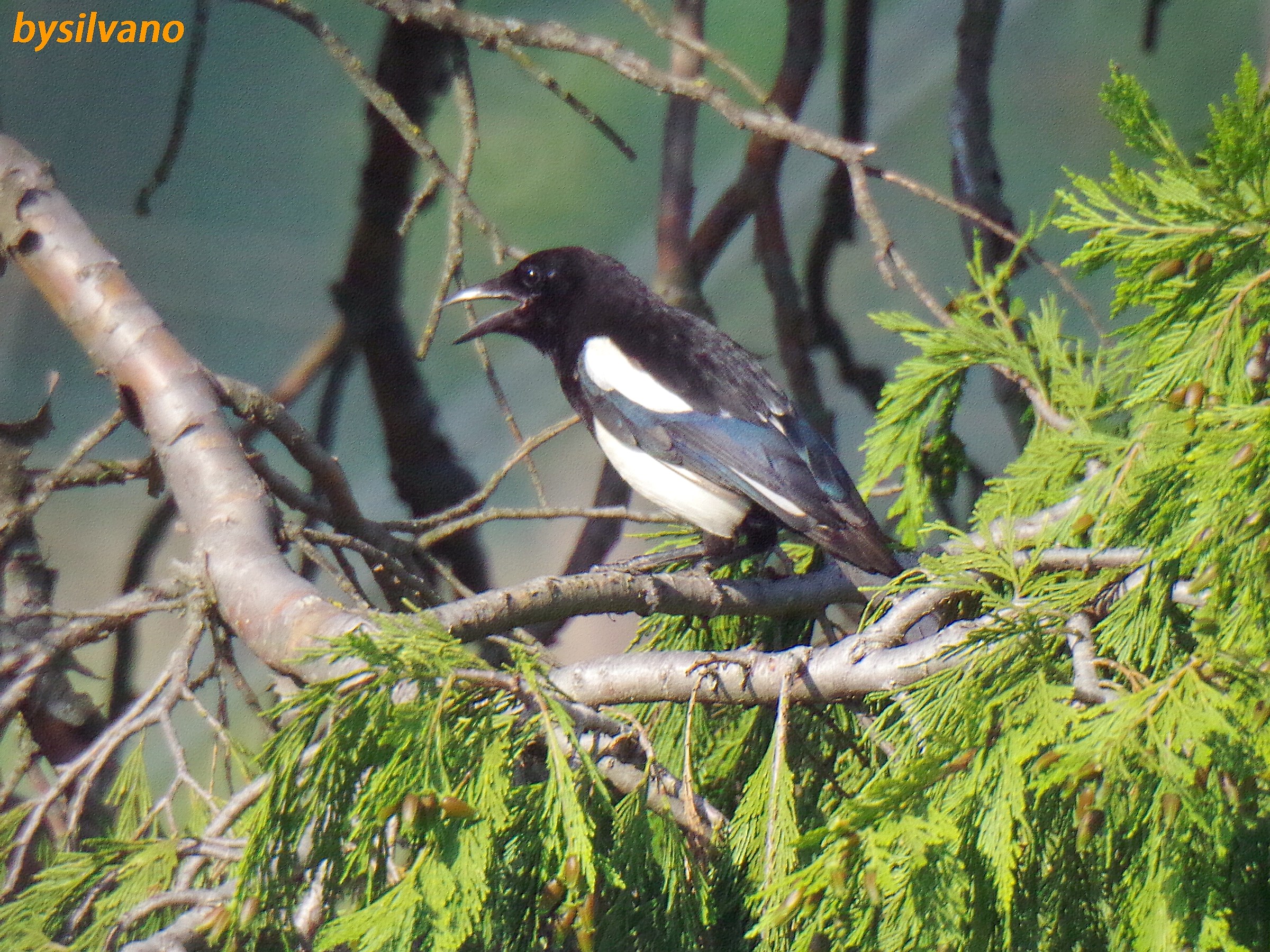 magpie