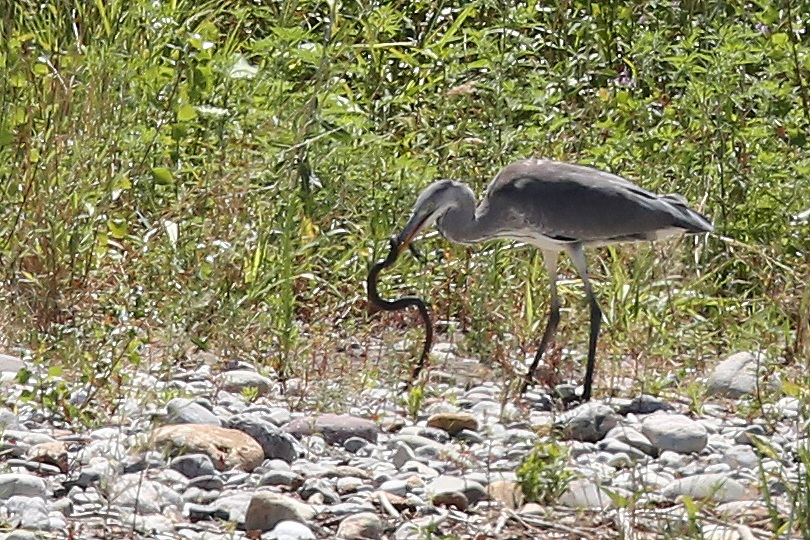 airone mangia vipera2