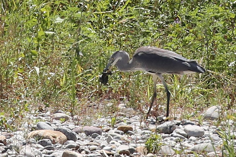 heron eats vipera3
