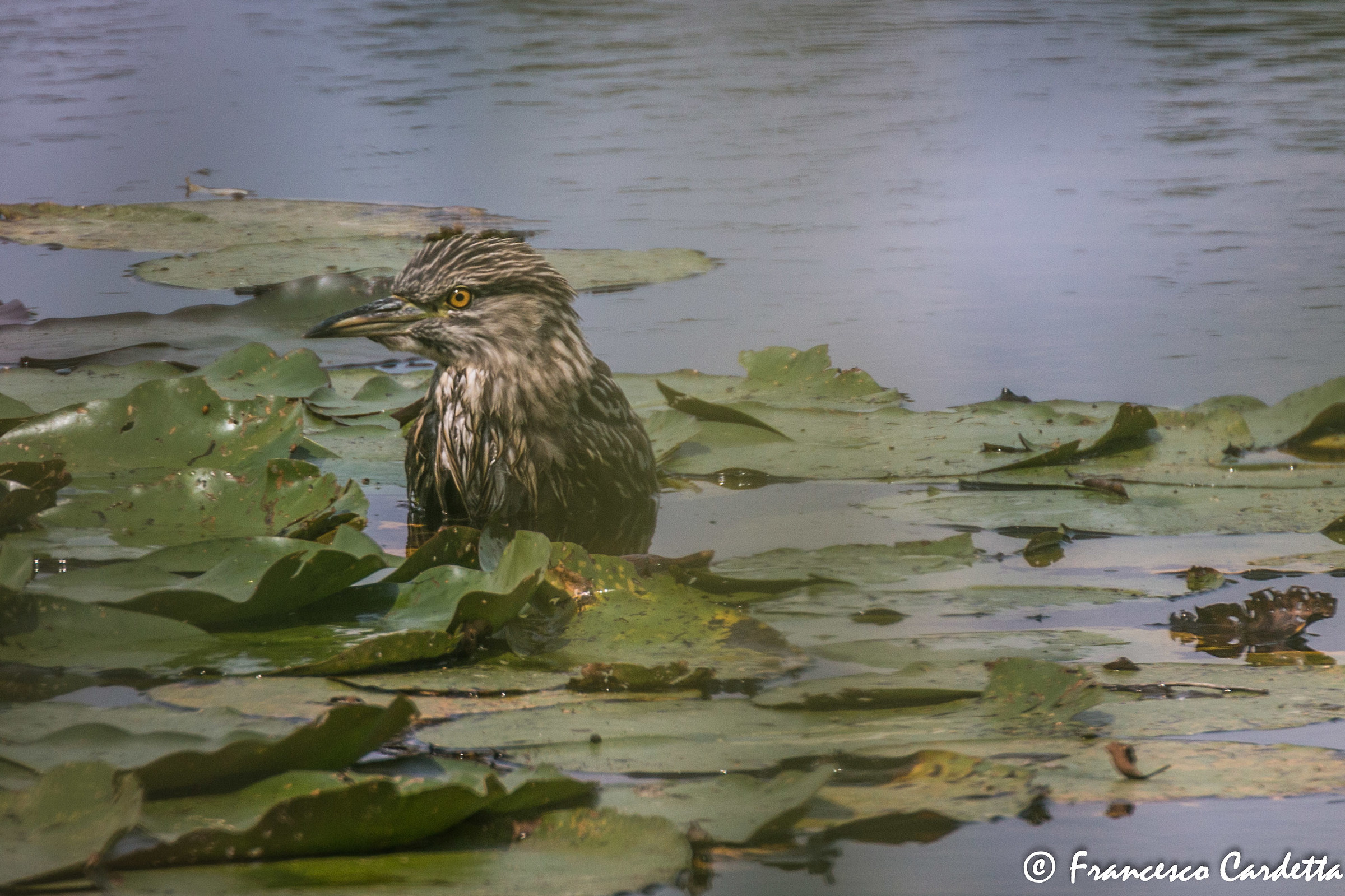 Nitticora giovane (Nycticorax nycticorax)