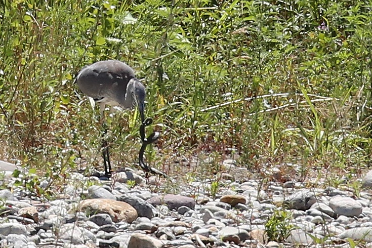 heron eats vipera4