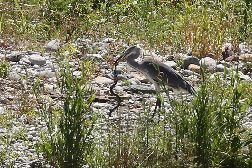heron eats vipera6