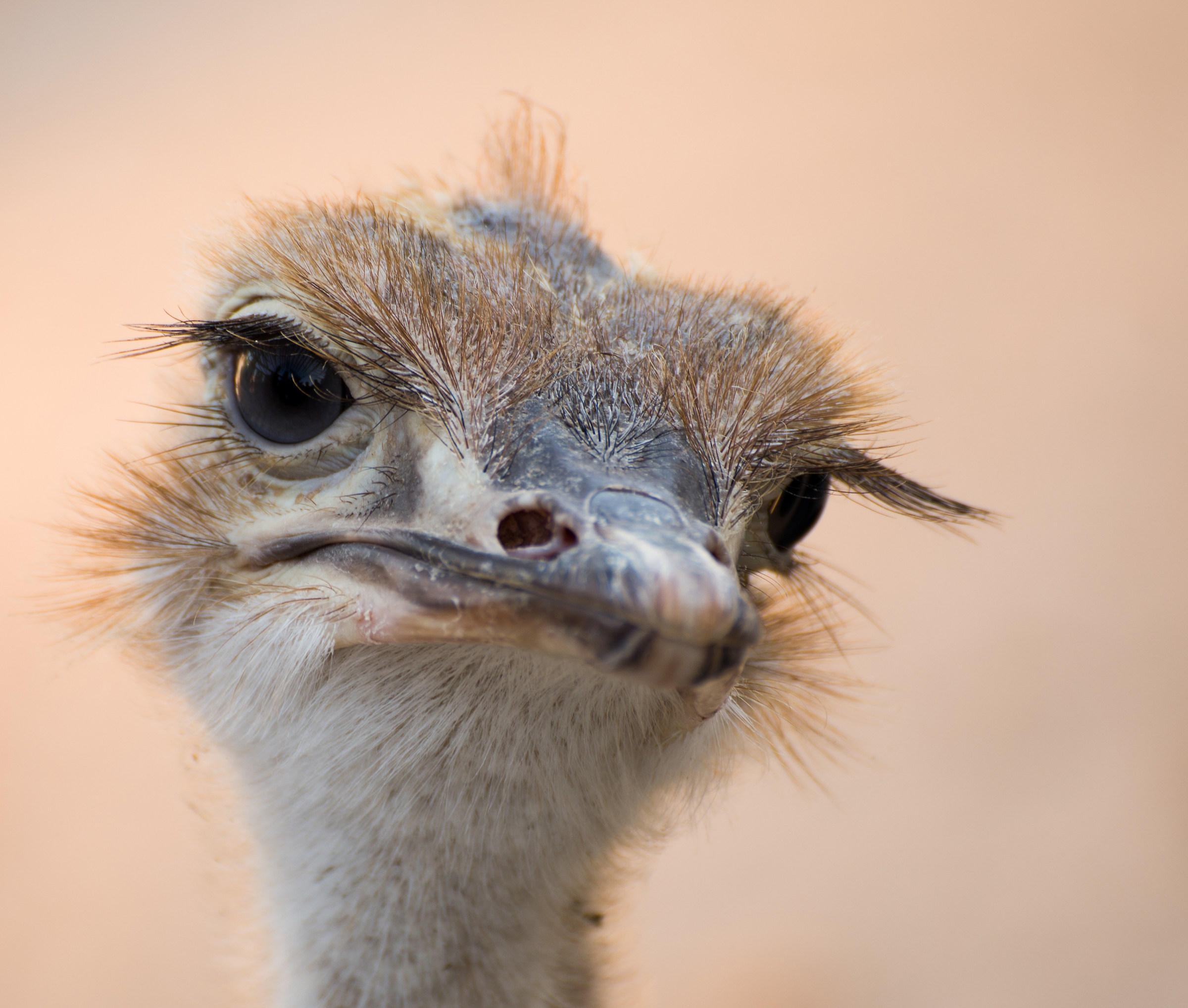 But who am I doing ...