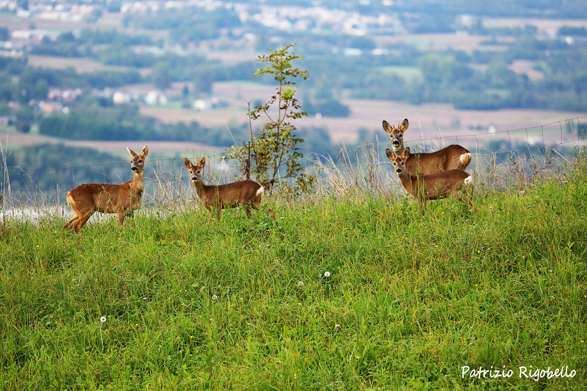 I caprioli, un incontro inaspettato