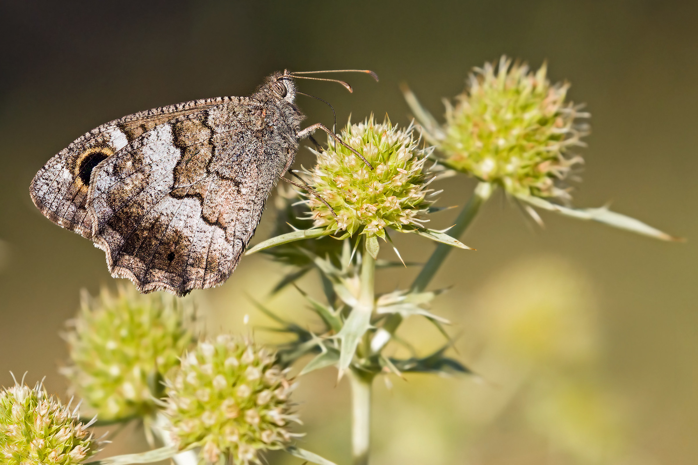 Hipparchia statilinus