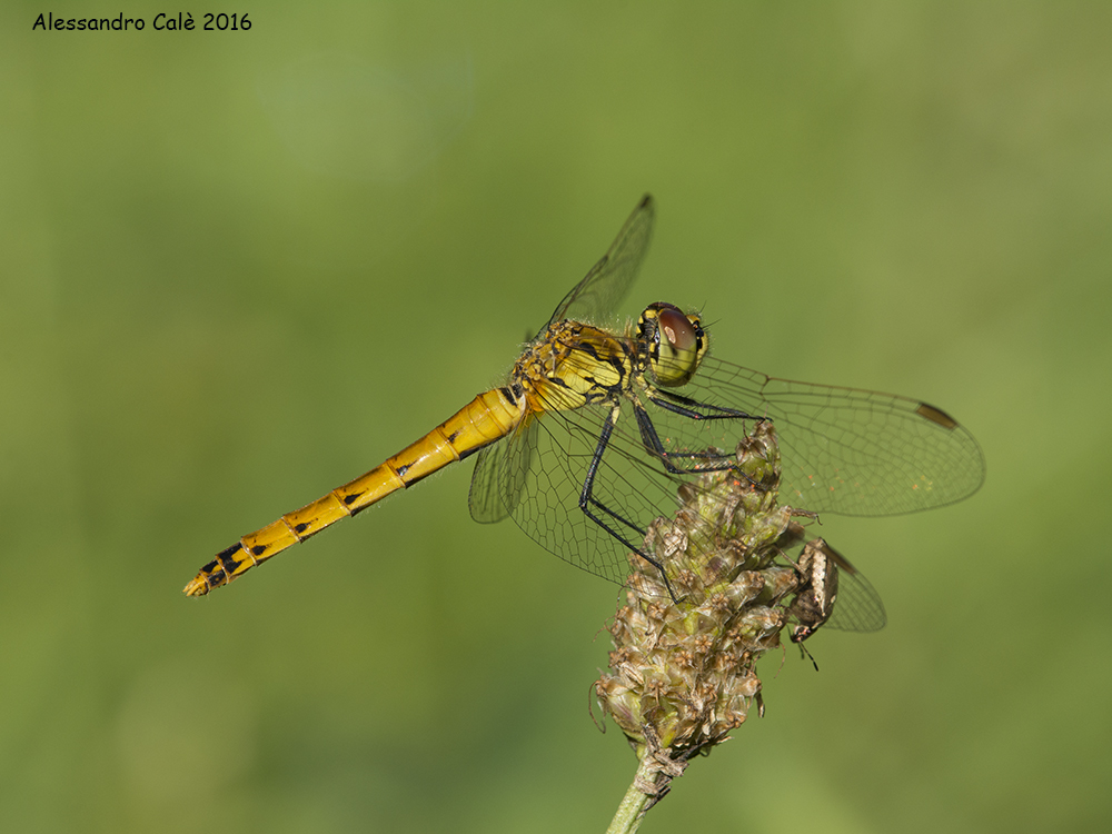 sympetrum 7506