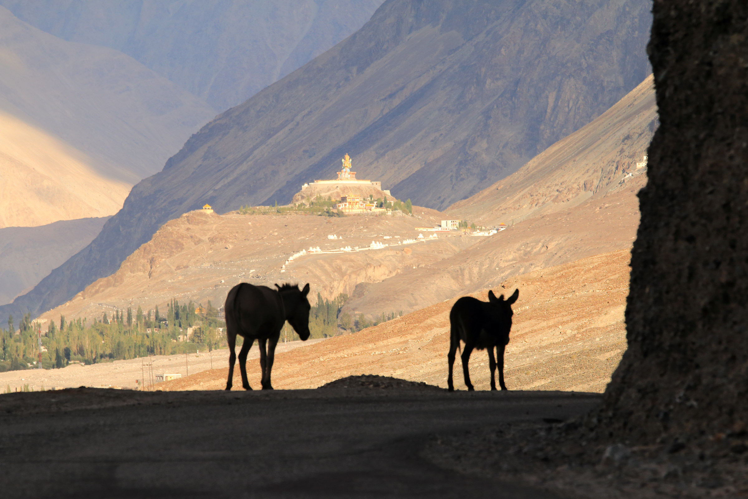 Nubra valley