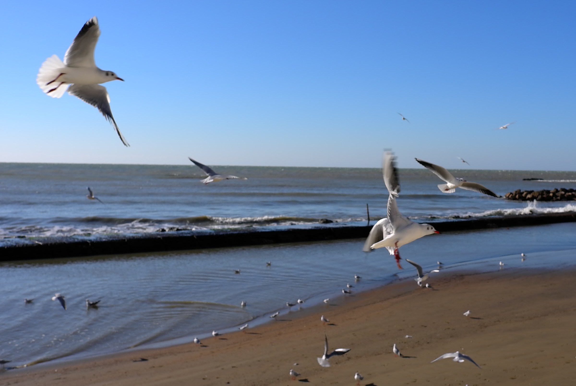 Seagulls dance