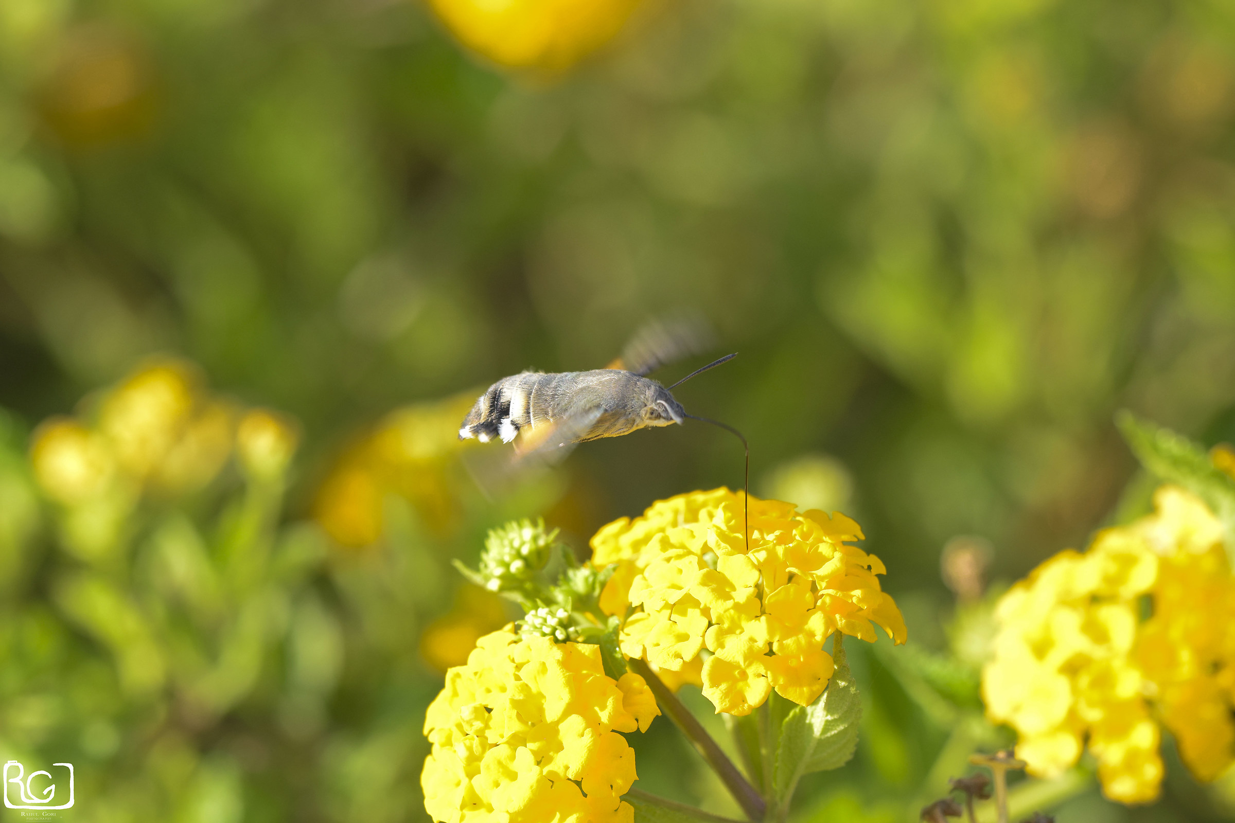 Hummingbird hawk-moth-Lepidottero-
