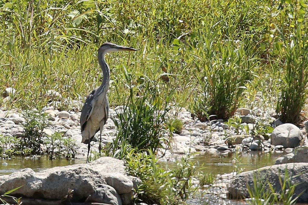 heron eats vipera15