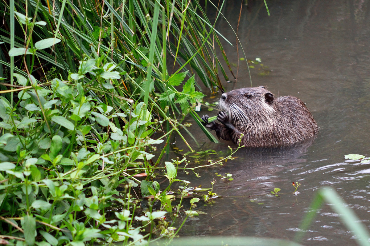 Nutria - Torvajanica 20160723