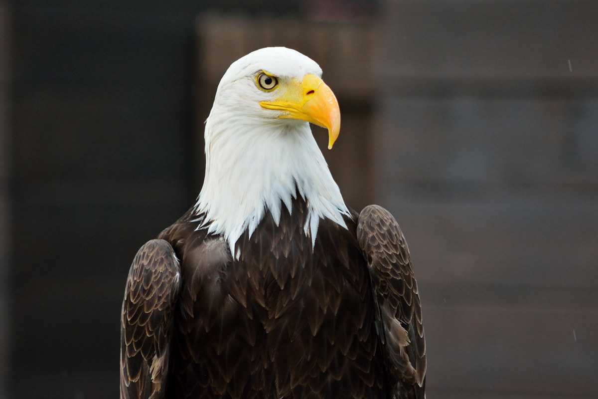 Aquila americana - Torvajanica 20160723