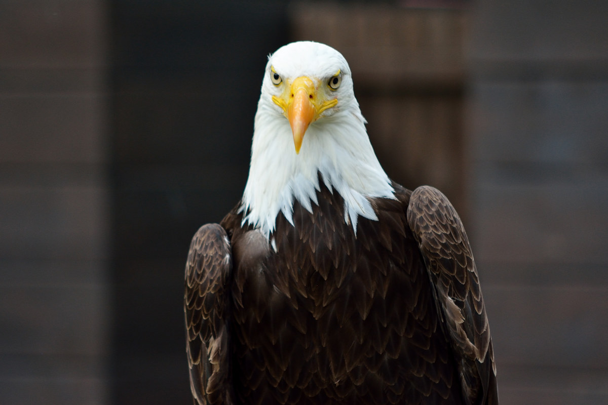 Aquila americana - Torvajanica 20160723