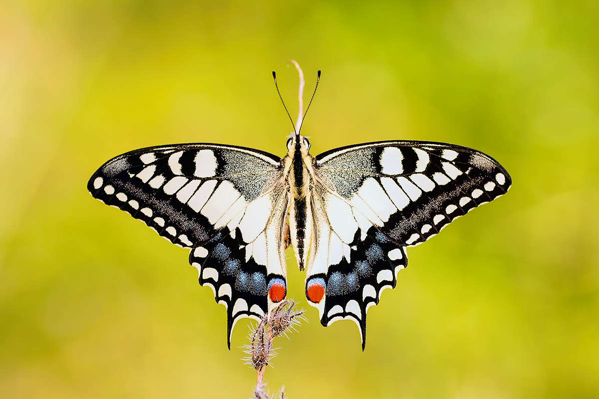 swallowtail