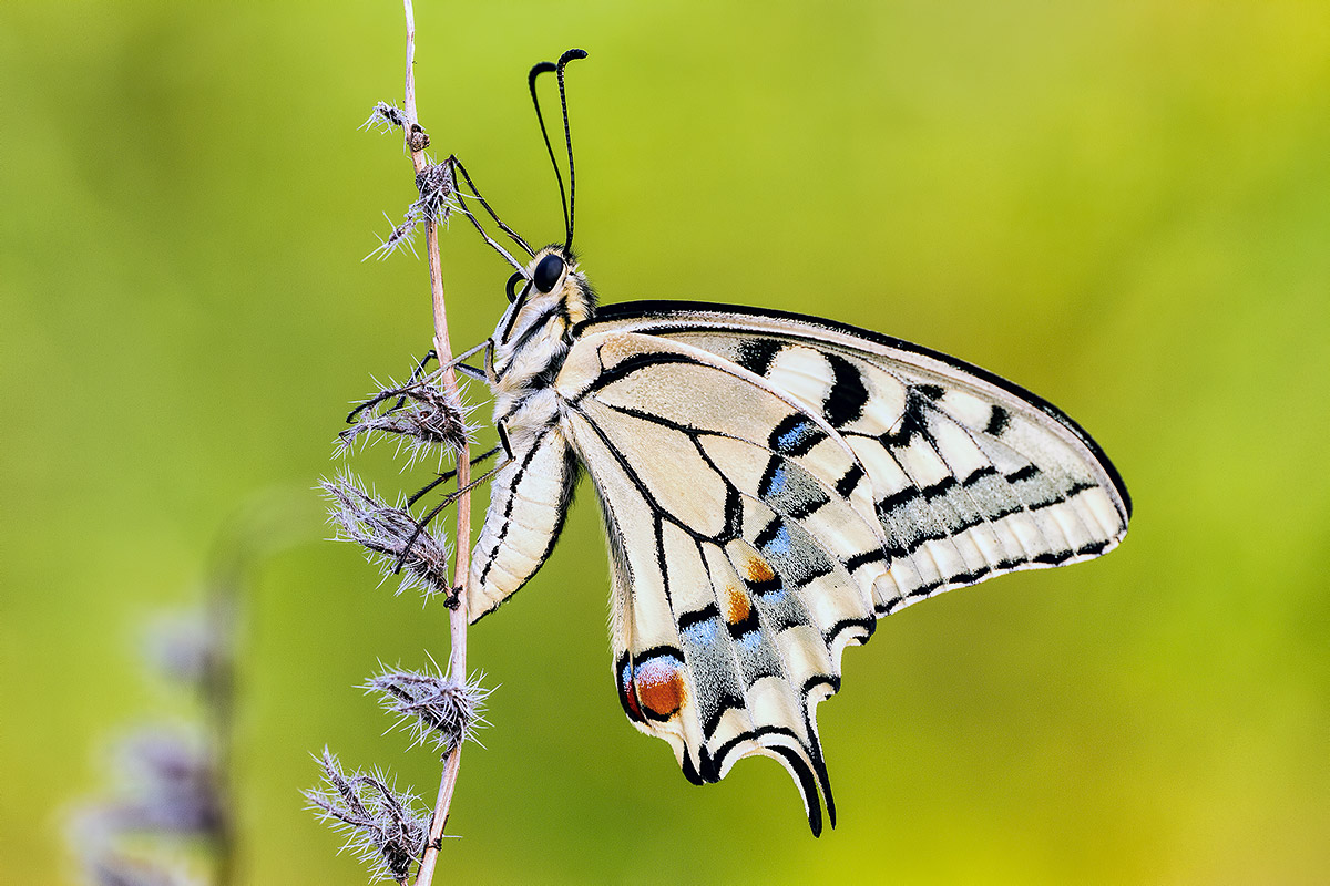 swallowtail
