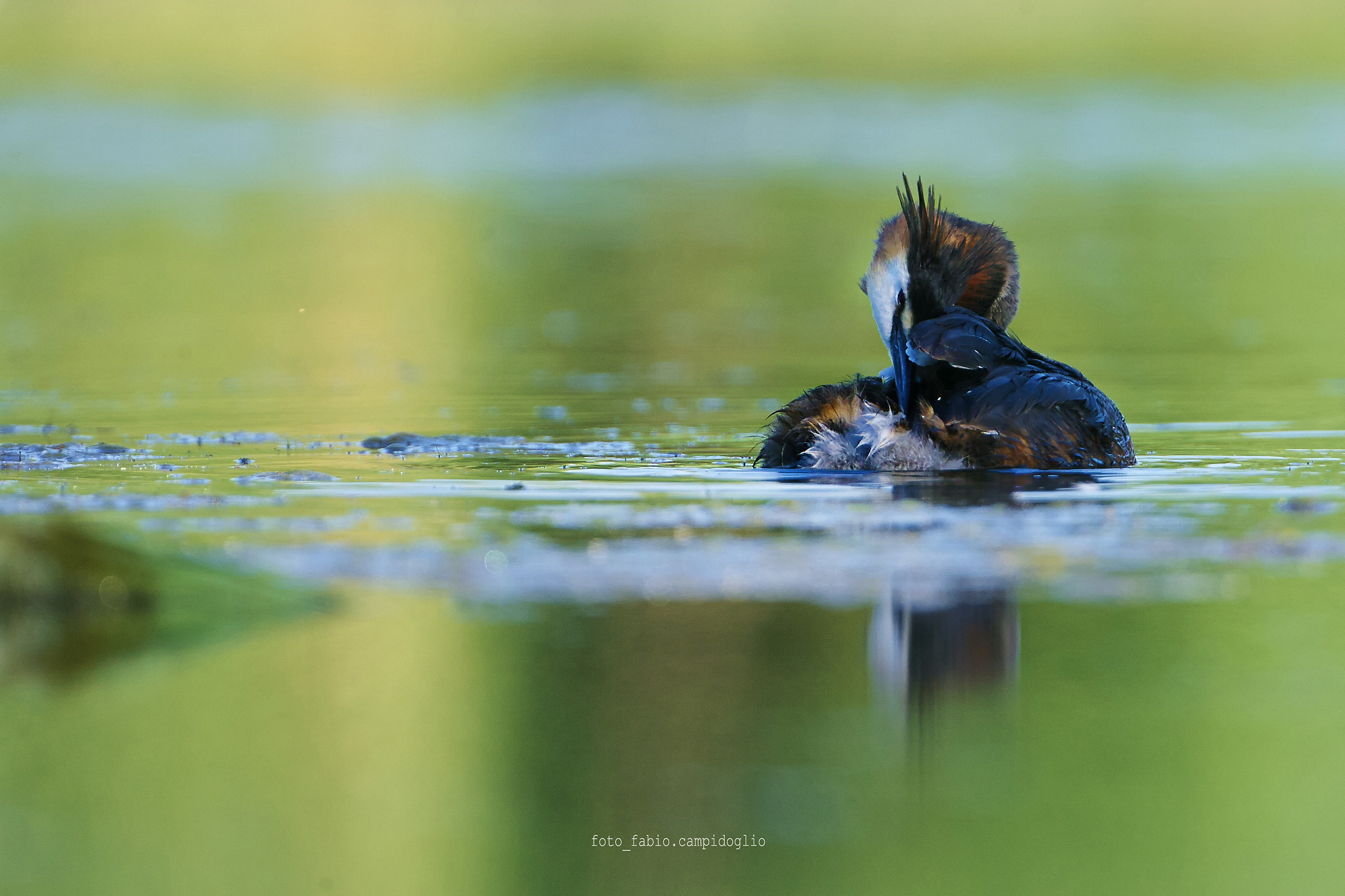 great crested grebe